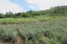 Land for sale in Nong Phlap, Prachuap Khiri Khan