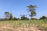 Land for sale in Huai Sai Nua, Phetchaburi