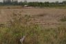 Land for sale in Si Mum, Nakhon Ratchasima
