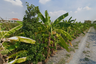Land for sale in Bang Kaeo, Samut Prakan
