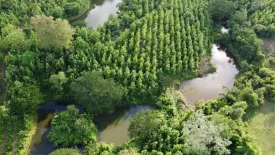 Land for sale in Ban Noen, Phetchabun