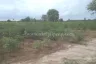 Land for sale in Nong Saeng, Chainat