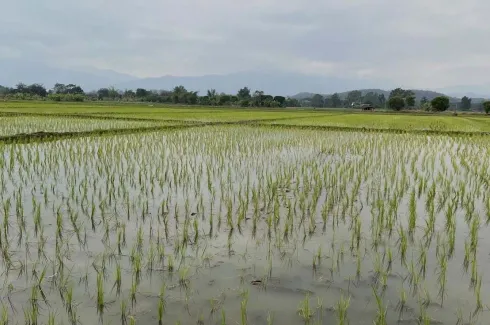 Land for sale in San Pong, Chiang Mai