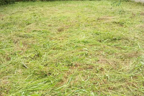 Land for sale in Wiang, Chiang Mai