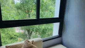 1 Bedroom Condo for rent in Zcape X2, Choeng Thale, Phuket