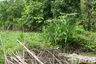 Land for sale in On Tai, Chiang Mai