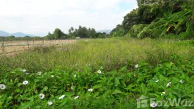 Land for sale in Inthakhin, Chiang Mai