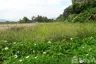 Land for sale in Inthakhin, Chiang Mai
