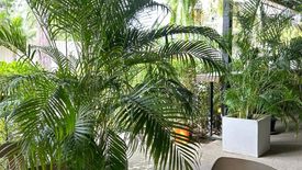 1 Bedroom Commercial for rent in Choeng Thale, Phuket