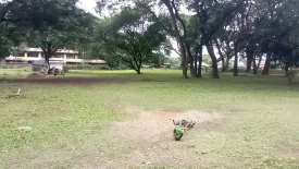 Land for sale in Chang Khlan, Chiang Mai