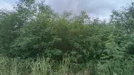 Land for sale in Wang Sai, Nakhon Ratchasima