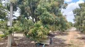 Land for sale in Ban Klang, Chiang Mai