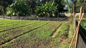 Land for sale in Tha Wang Tan, Chiang Mai