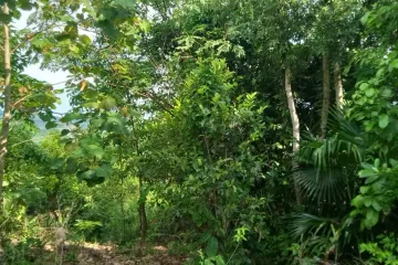 Land for sale in Lo Yung, Phang Nga