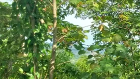 Land for sale in Lo Yung, Phang Nga