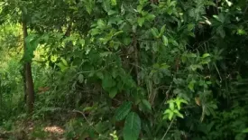 Land for sale in Lo Yung, Phang Nga