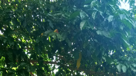 Land for sale in Lo Yung, Phang Nga