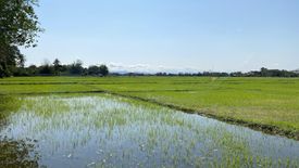 Land for sale in Nong Yaeng, Chiang Mai