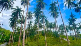 Land for sale in Taling Ngam, Surat Thani