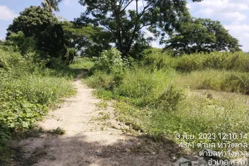 Land for sale in Tha Wang Tan, Chiang Mai