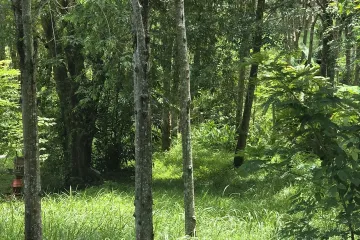 Land for sale in Mai Khao, Phuket