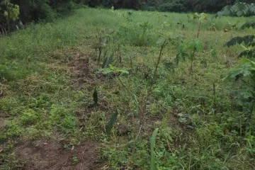 Land for sale in Takhu, Nakhon Ratchasima