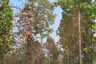 Land for sale in Sop Poeng, Chiang Mai