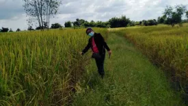 Land for sale in Sawathi, Khon Kaen