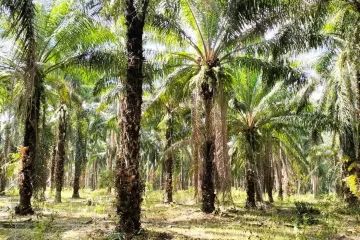 Land for sale in Sai Khao, Krabi