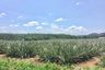 Land for sale in Khao Saming, Trat