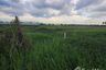 Land for sale in Lahan, Nonthaburi
