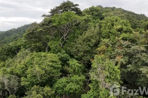 Land for sale in Ko Tao, Surat Thani