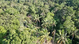Land for sale in Mae Nam, Surat Thani