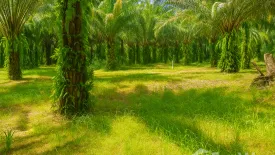 Land for sale in Bang Maphrao, Chumphon