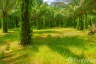 Land for sale in Bang Maphrao, Chumphon