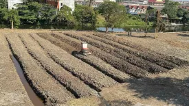 Land for sale in Samae Dam, Bangkok