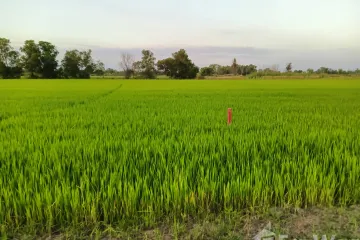 Land for sale in Bueng San, Nakhon Nayok