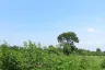Land for sale in Wang Dan, Prachin Buri