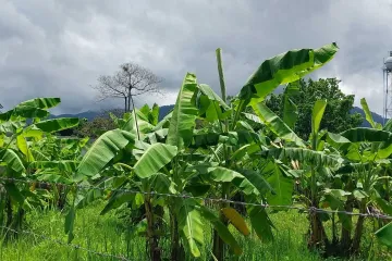 Land for sale in Don Kaeo, Chiang Mai