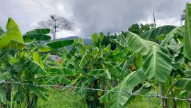 Land for sale in Don Kaeo, Chiang Mai