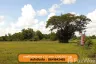 Land for sale in Nong Kaeo, Sisaket