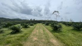 Land for sale in Lo Yung, Phang Nga