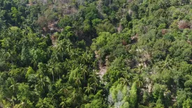 Land for sale in Ban Tai, Surat Thani