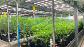 Commercial for rent in Lak Hok, Pathum Thani