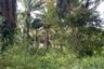 Land for sale in Tha Yu, Phang Nga