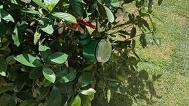 5 Bedroom House for rent in Tha Kwang, Chiang Mai