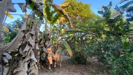 Land for sale in Mae Pong, Chiang Mai