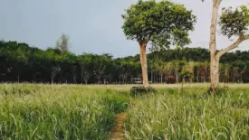 Land for sale in Mai Khao, Phuket