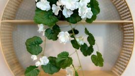 1 Bedroom Condo for rent in Metro sky prachachuen, Wong Sawang, Bangkok near MRT Bang Son