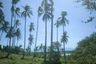Land for sale in Mae Nam, Surat Thani